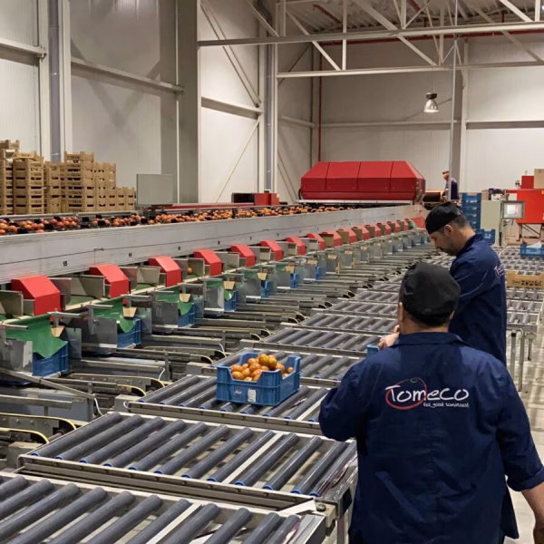 Sorting and packaging lines