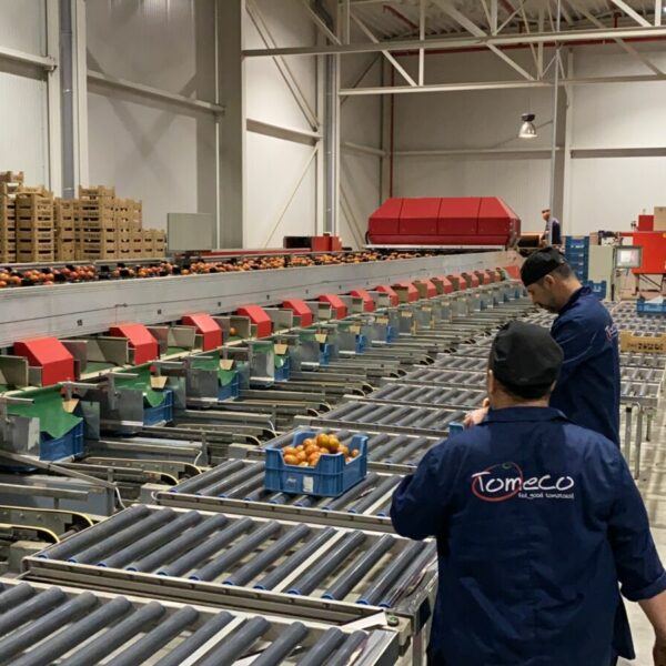 Sorting and packaging lines